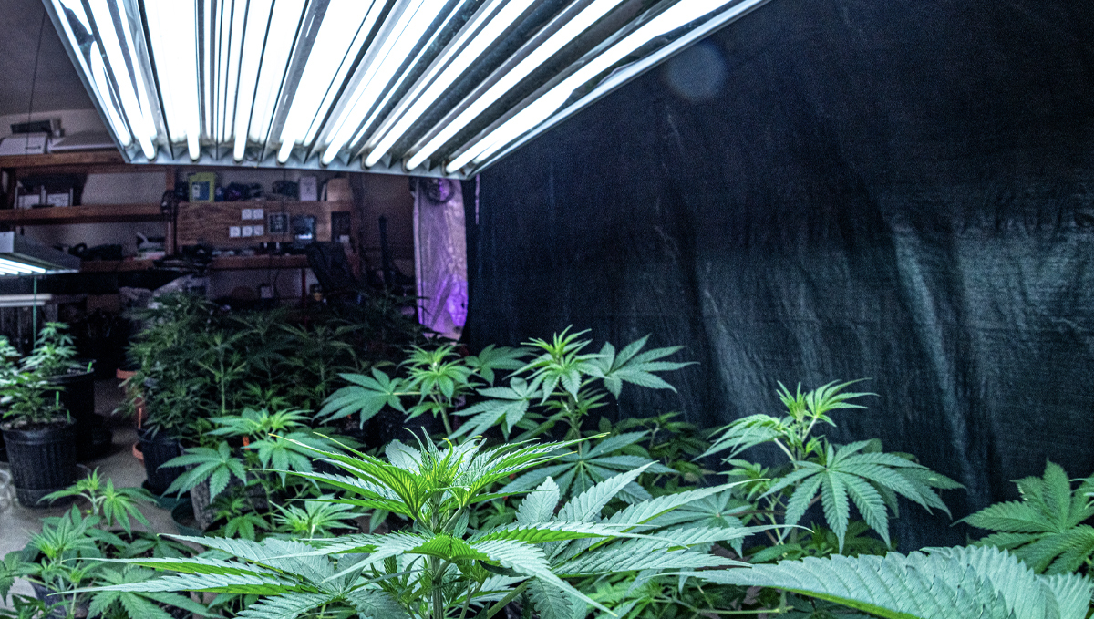 Bedste lysspektrum til autos: autoflowers