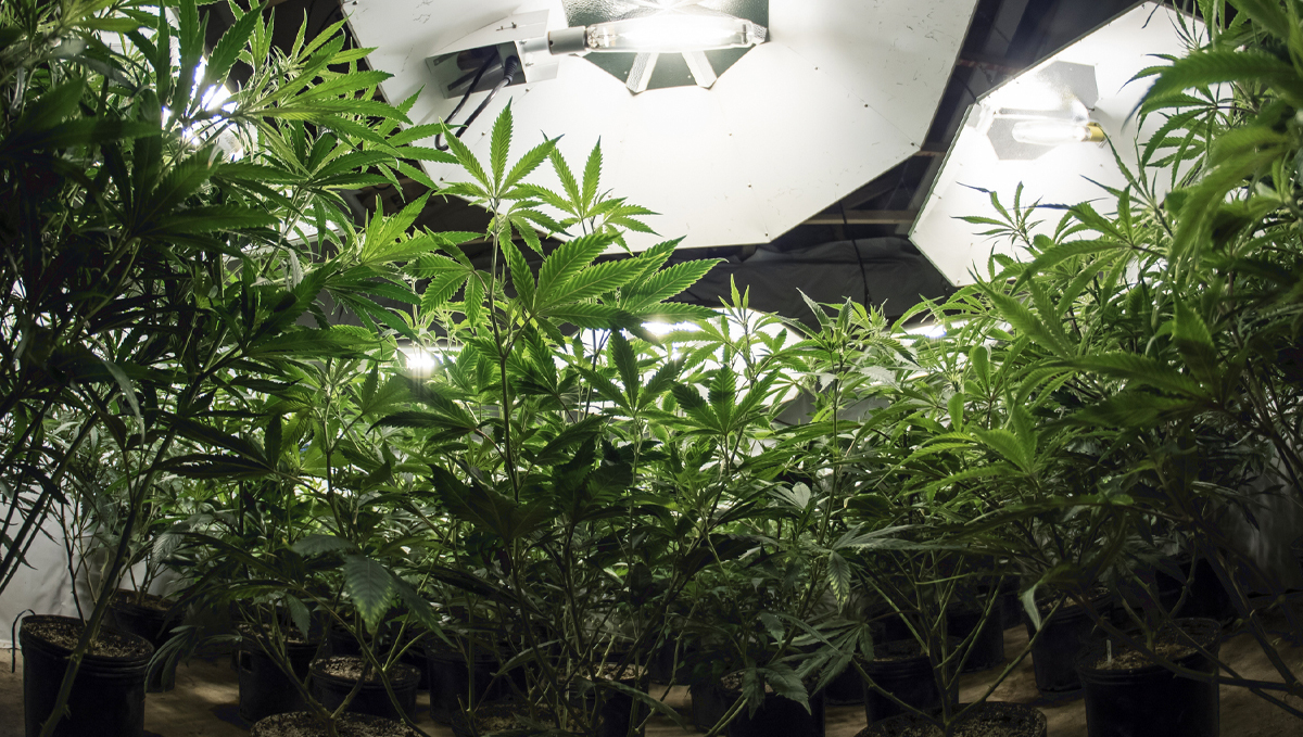 Wie du deine Buds fetter machst: Lichtintensität