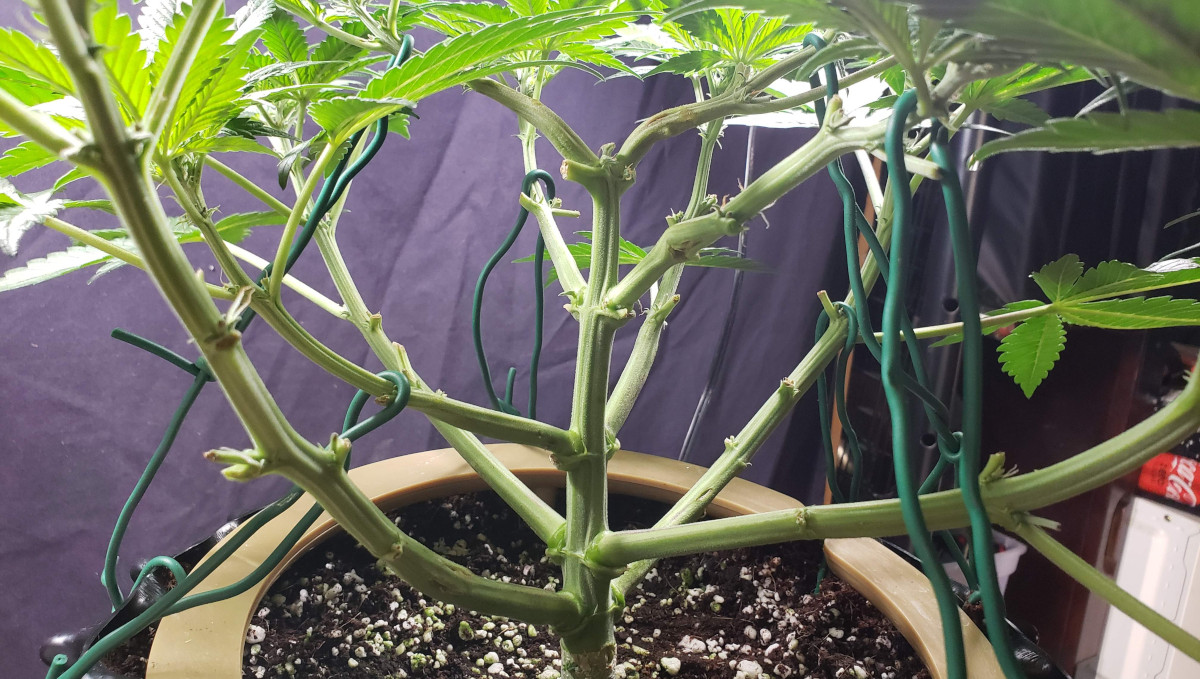 Strawberry Pie Auto Plants Seed Week-by-Week Guide: A 4-week-old lollipopped auto