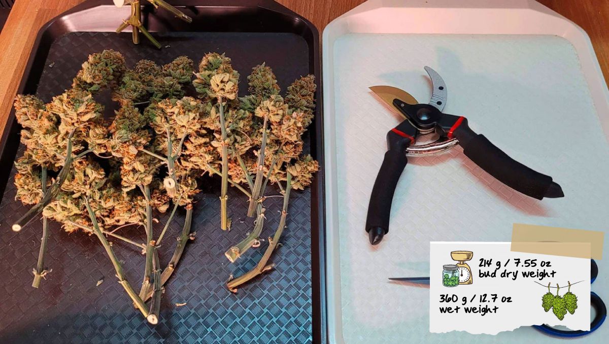 Gorilla Cookies Auto Plants Seed Week-by-Week Guide: Freshly trimmed buds