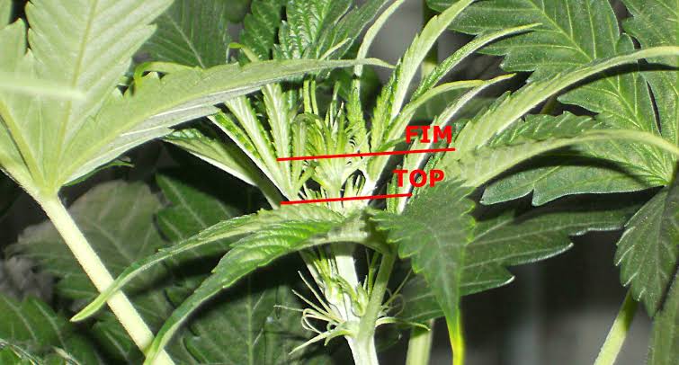 Can you train autoflowers? topping vs fimming