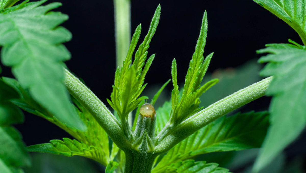 How much do autoflowers yield: topping