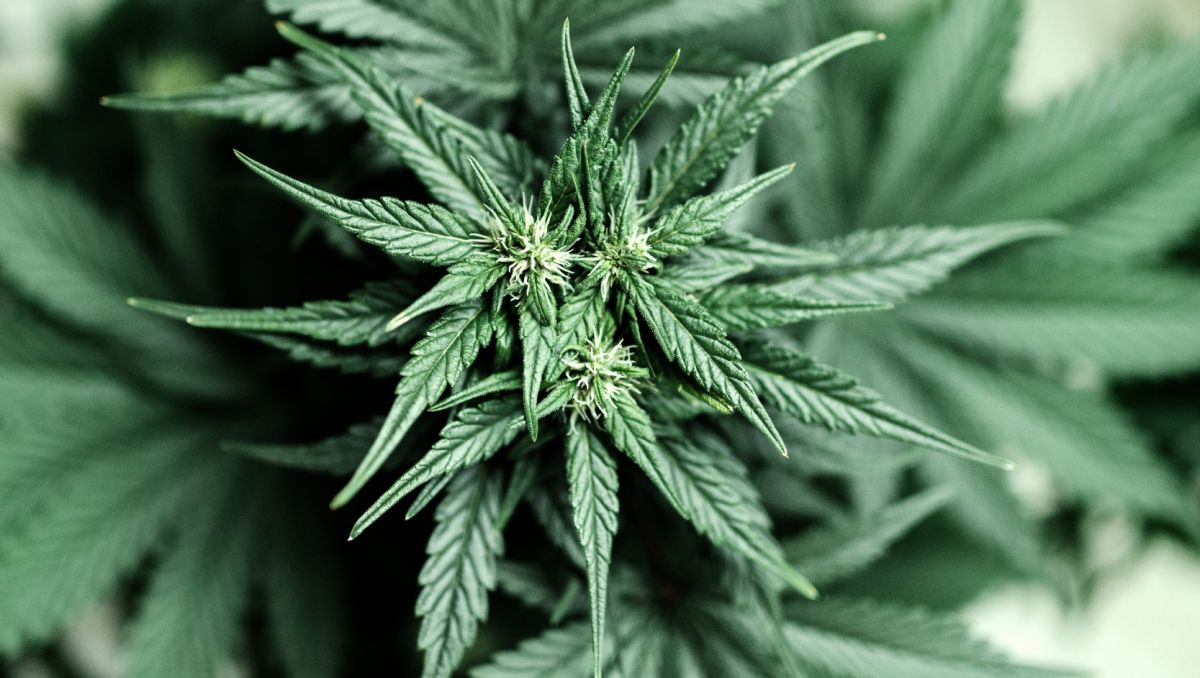 9 Mistakes to Avoid: start flowering