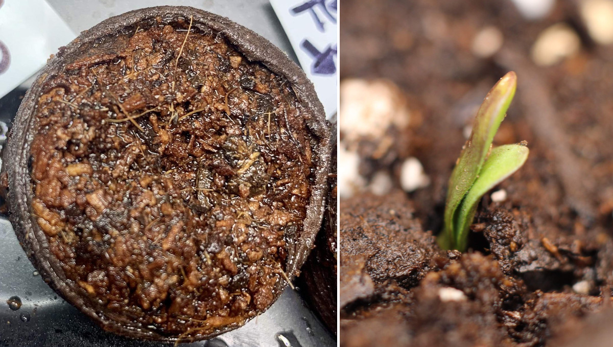 Gelato Auto Cannabis Strain Week-by-Week Guide: A pot seedling sprouting out a jiffy plug 