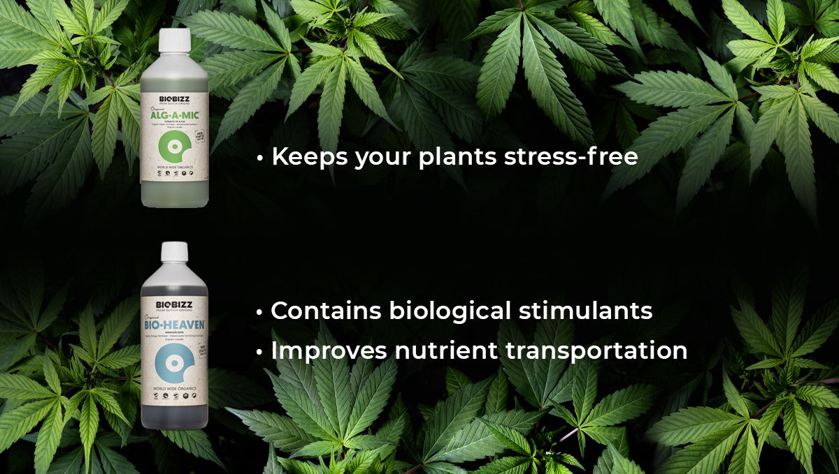 Biobizz feeding schedule: alg-a-mic and bio heaven