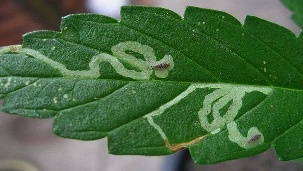 Most Common Pests In Cannabis: What Do Leaf Miners Look Like