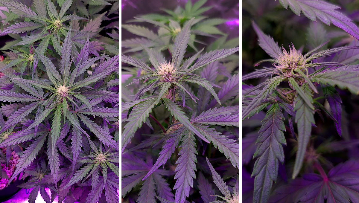Chemdawg auto guide: week 5