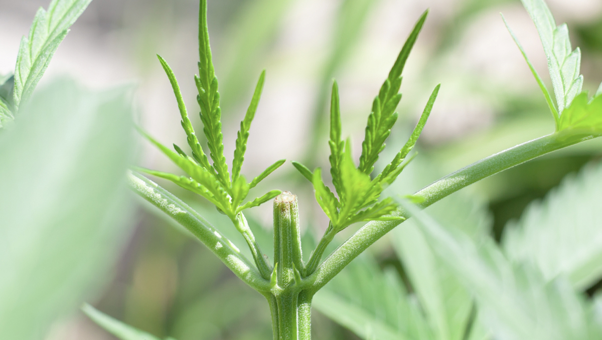 How to deal with slow plants growth: hst