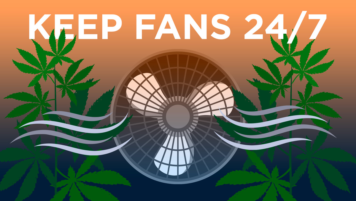 5 Top Tips On Controlling Humidity During The Growing Period: Keep Fans ON