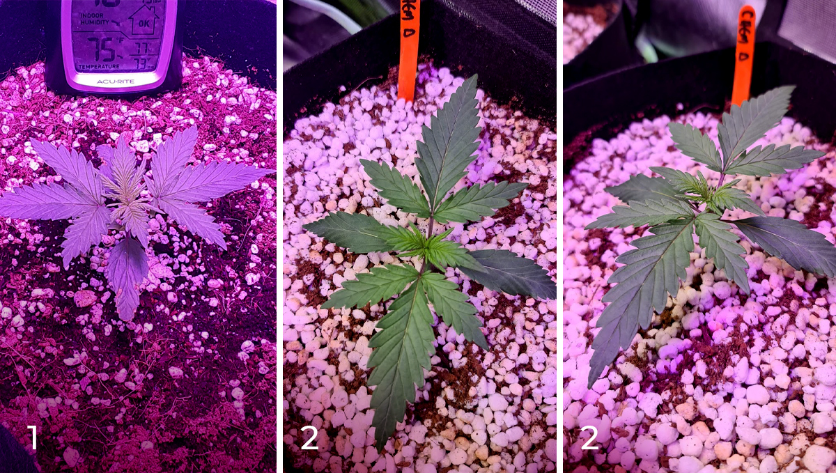 Chemdawg auto guide: week 2