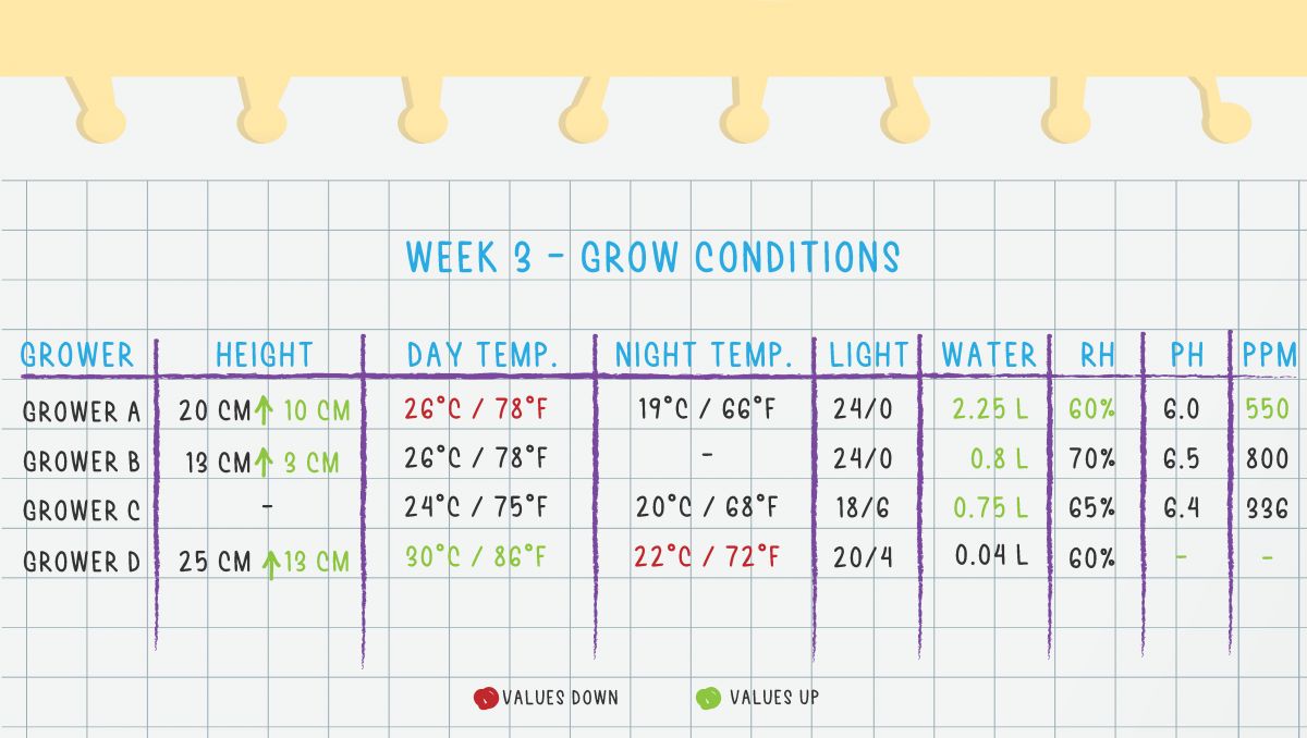 Orange Sherbet Auto Plants Seed Week-by-Week Guide: Week 3 grow conditions