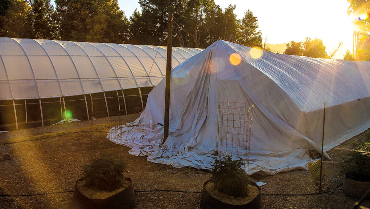 Light deprivation: cover and uncover your plants