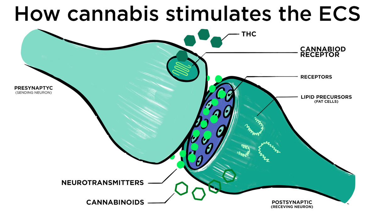 Kann Cannabis Depression behandeln?: ECS Graph Representation Kann Cannabis Depression behandeln?: ECS Graph Representation