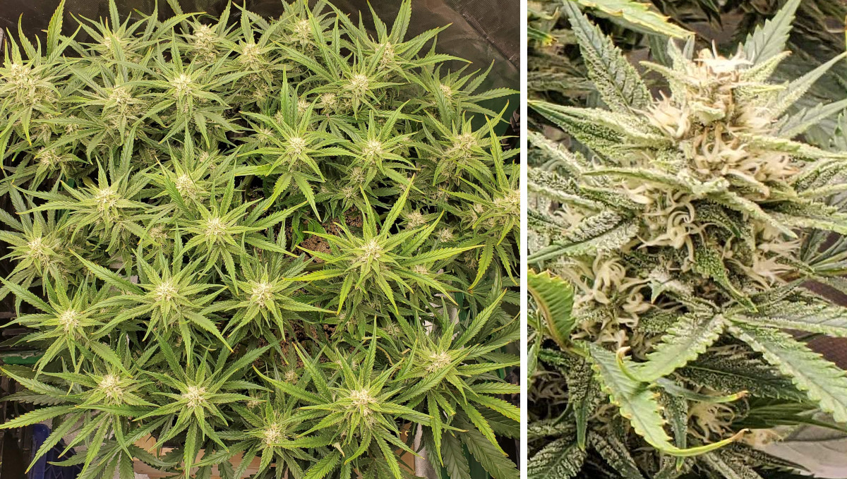 Gelato Auto Cannabis Strain Week-by-Week Guide: A multi-top weed plant seen from above and a close-up of a resinous cola