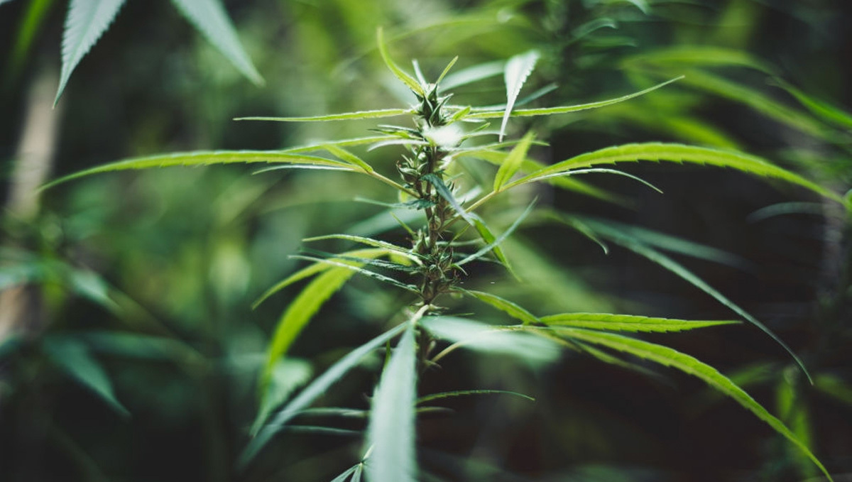 什么是大麻Ruderalis及其作用：大麻Ruderalis植株特写