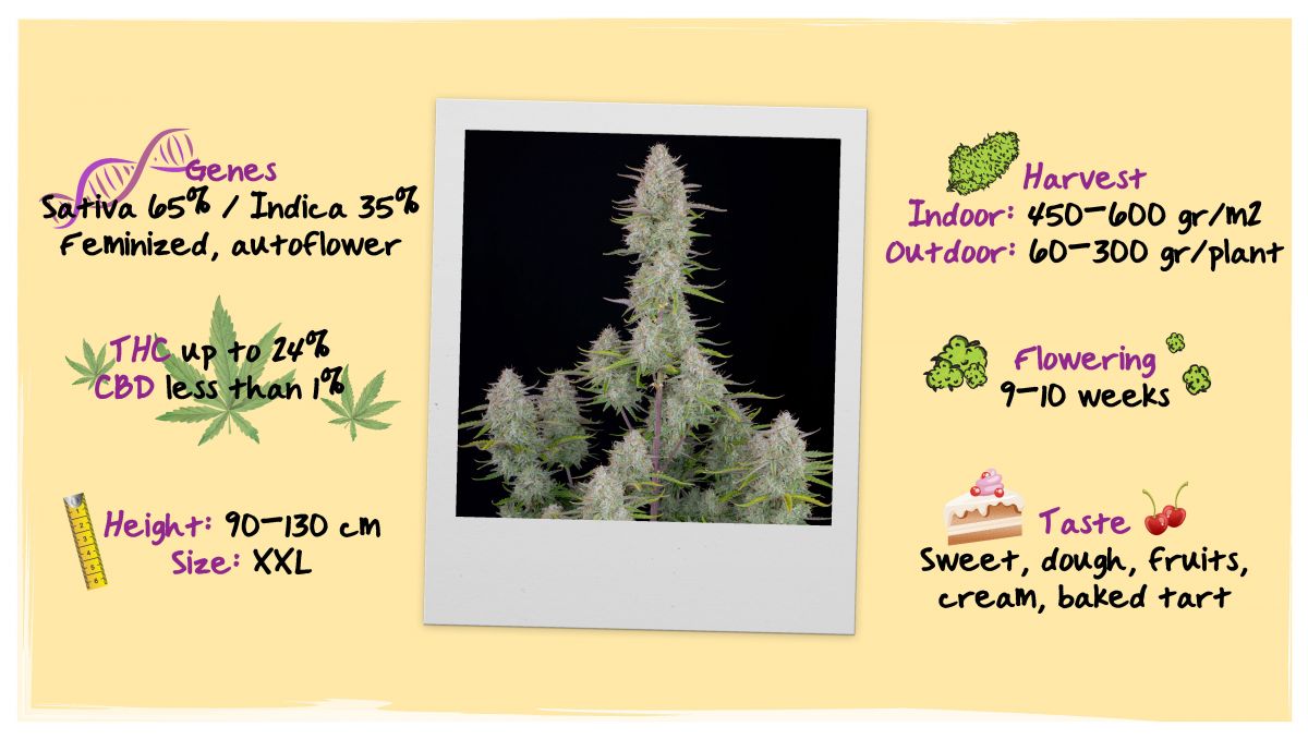 Grow Specs - Wedding Cheesecake Auto