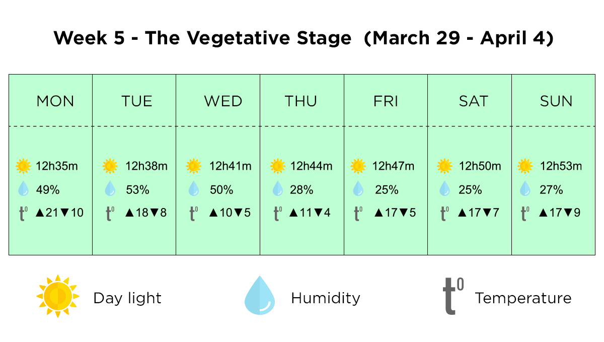 Growing plants outdoors in Italy: week 5 of the vegetative stage