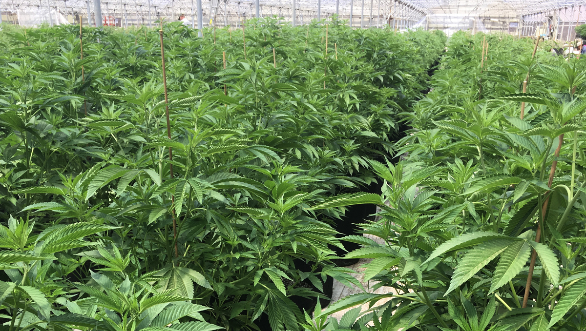 Top-Tipps zur Bew&auml;sserung deiner Plantspflanzen