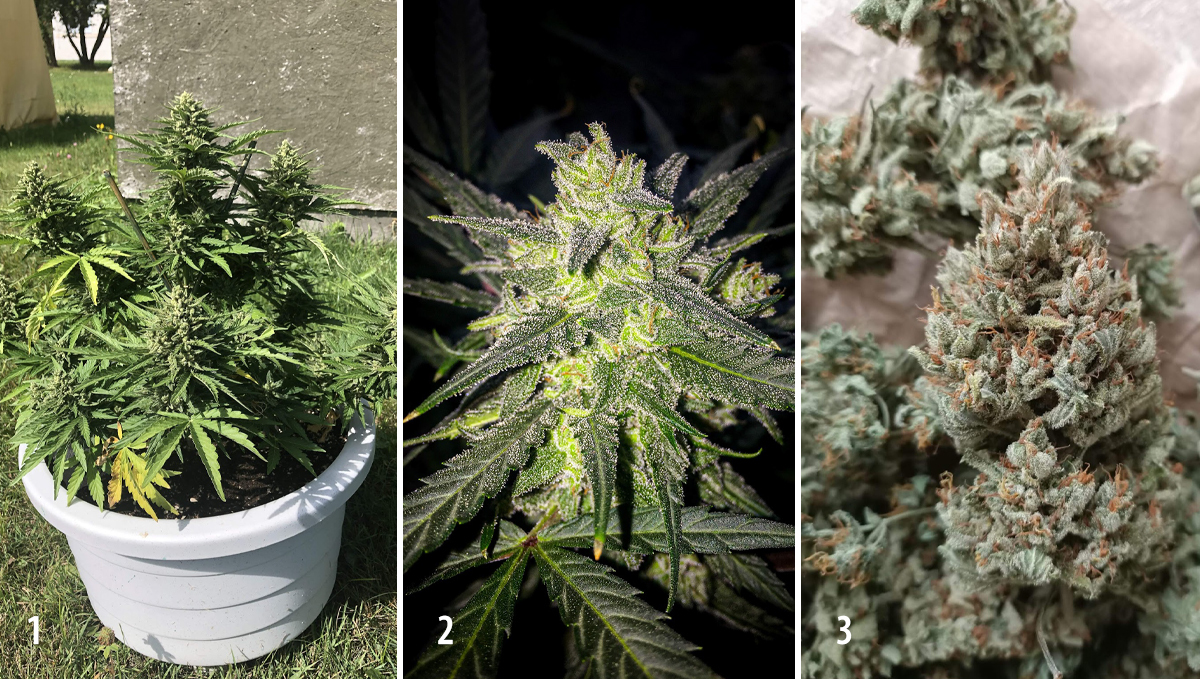 Amnesia Haze Auto: week 10