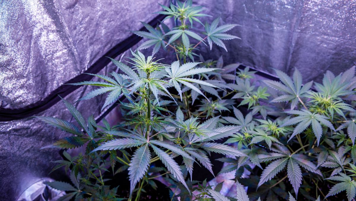 Remo nutrients usague guide: grow