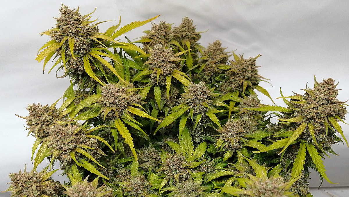 Seed History: Amnesia Haze: Original Auto Amnesia Haze