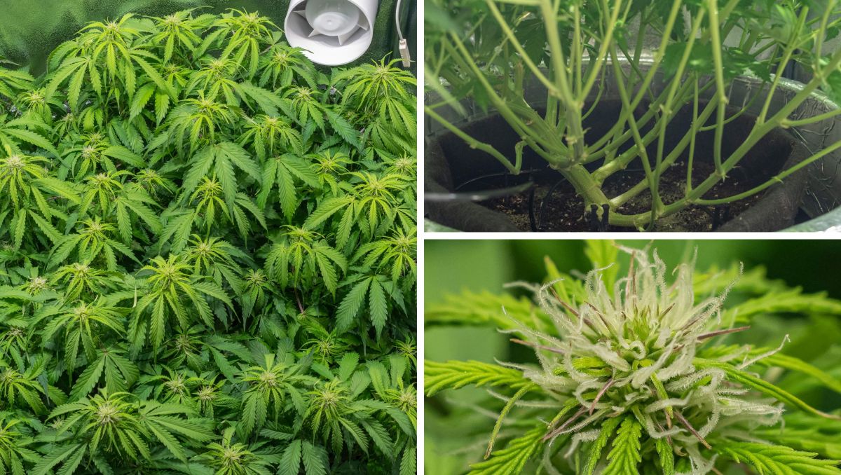 Gorilla Cookies Auto Plants Seed Week-by-Week Guide: Lollipopped but still dense