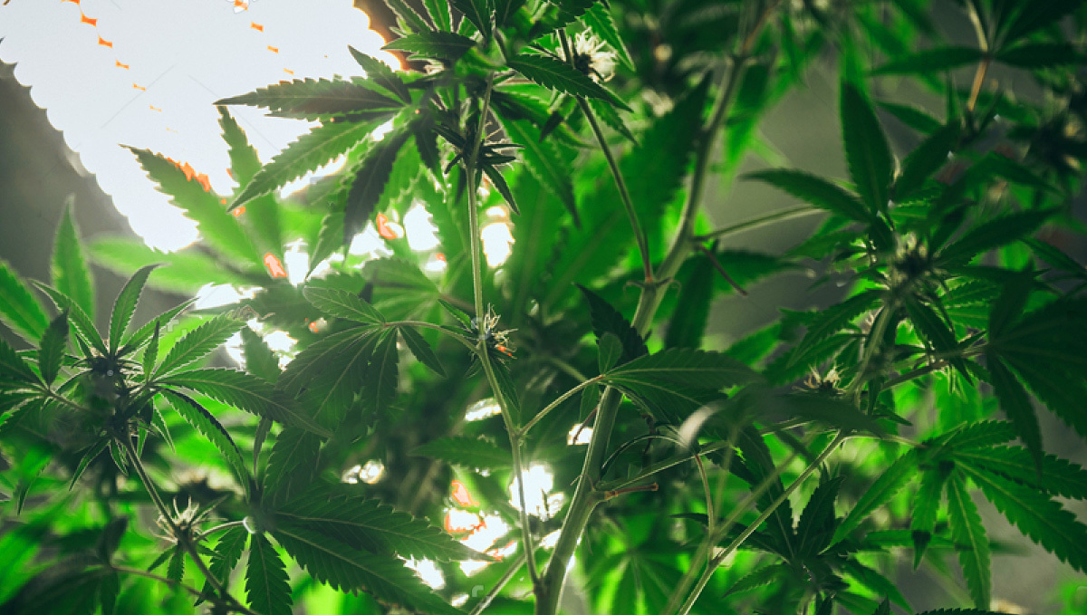 Best Ways To Boost Trichome Production: Cannabis Planst Under The Lights