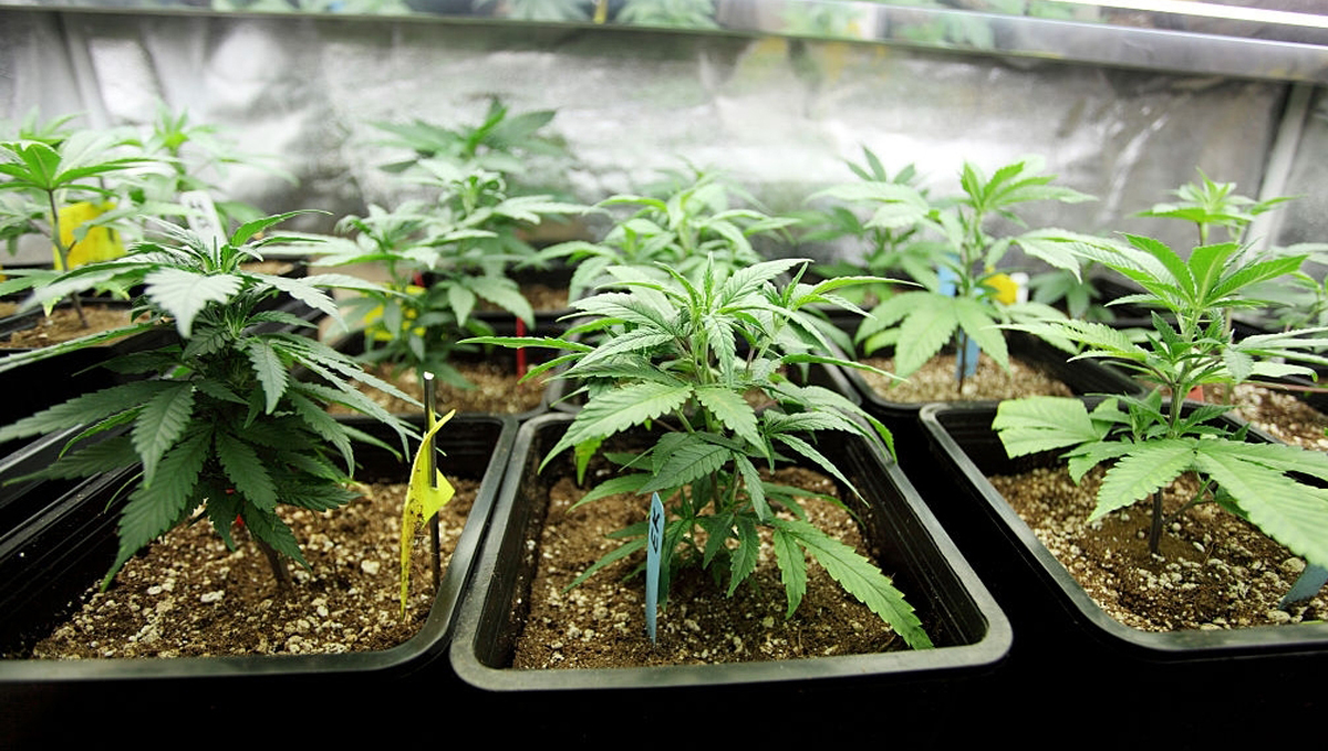 Canna feeding chart: canna aqua