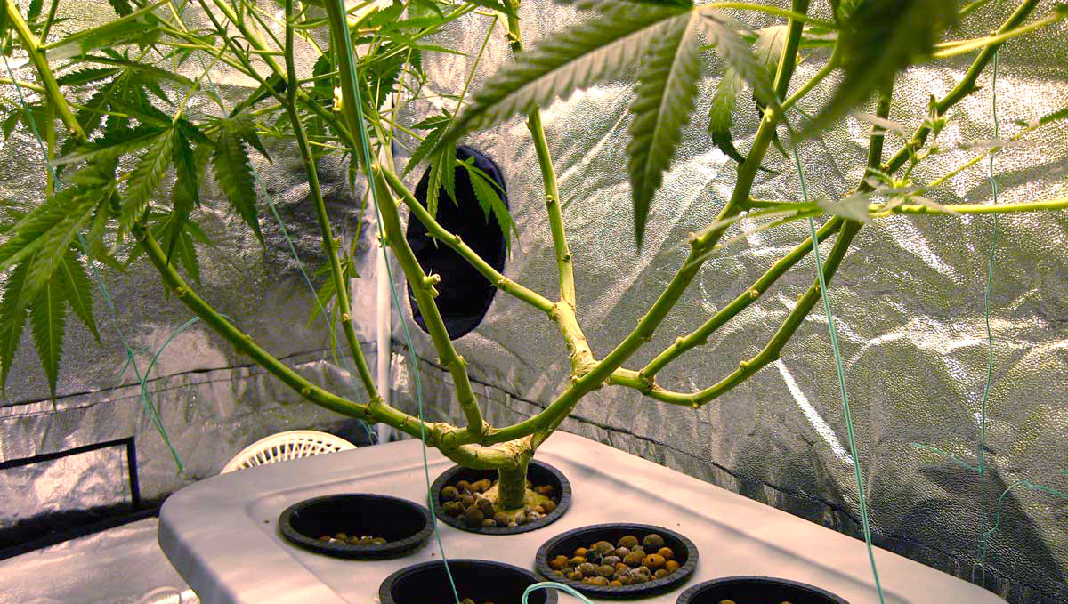 Le r&eacute;sultat de la d&eacute;foliation d'une plante de cannabis
