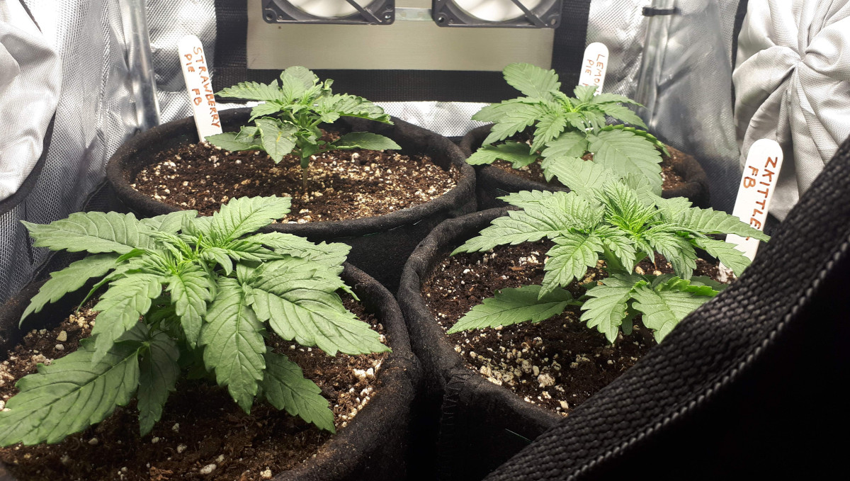 ストロベリーパイ オート大麻品種 週ごとの栽培ガイド: 2週目、テキスタイルバッグ苗