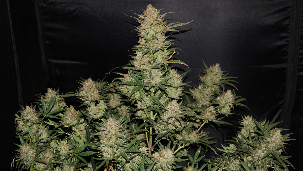 Top 10 cheap seeds: og kush auto