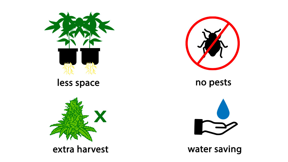 Growing Plants In An Aeroponic System: Advantages of Aeroponic grow
