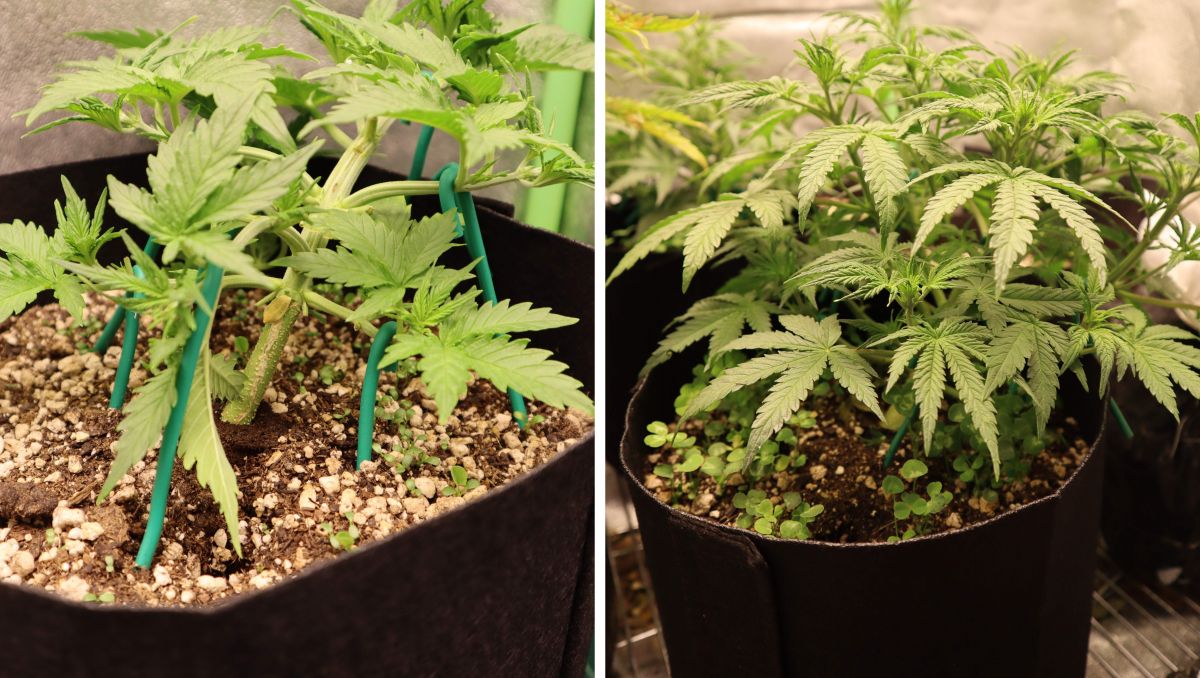 Orange Sherbet Auto Cannabis Strain Week-by-Week Guide: A pot plant trained to become short and branchy 