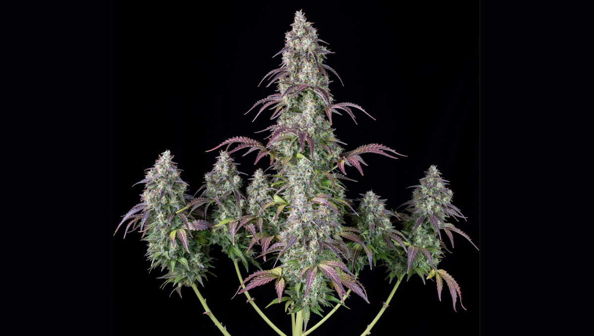 Lemon Pie Auto from our grower Hawkbo&nbsp;