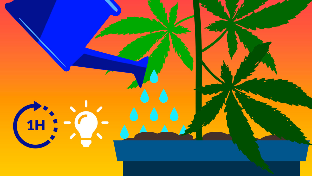 Tips for watering cannabis plants with oxygen-rich water to prevent pathogens.