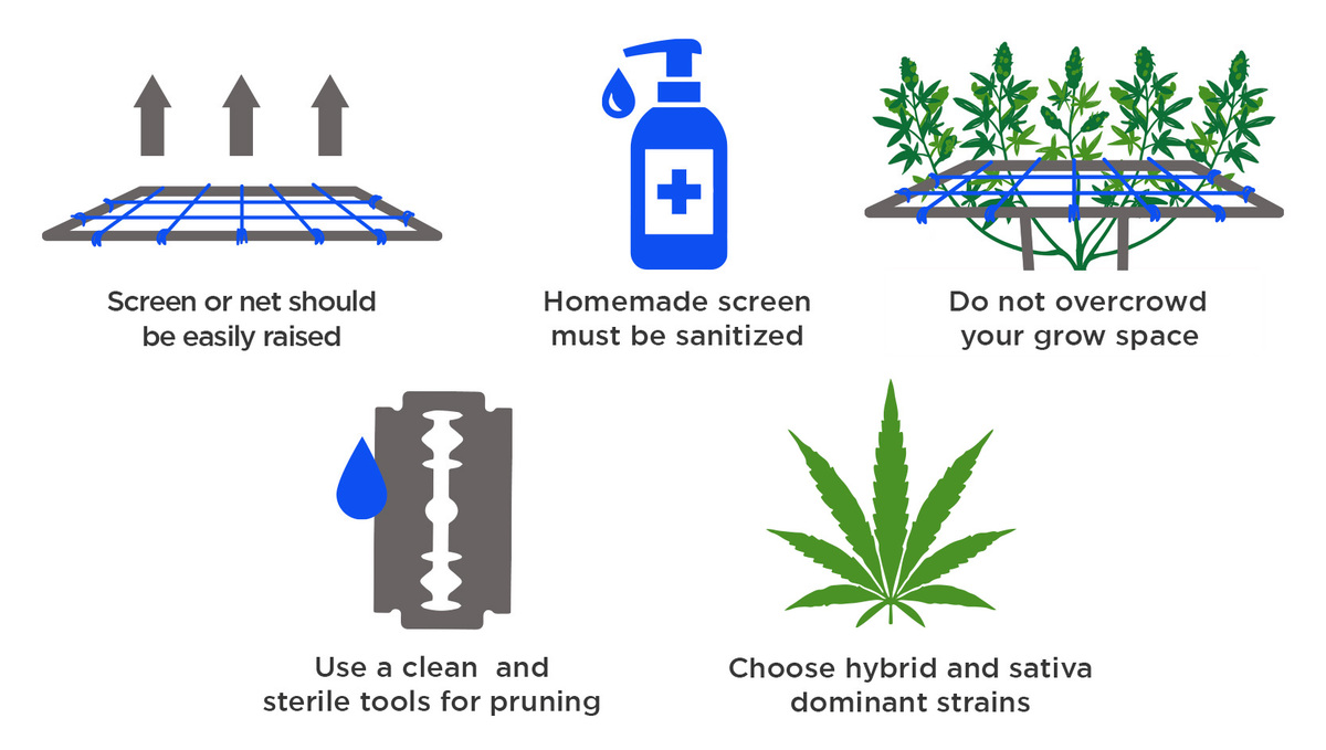 SCROG के साथ ऑटोफ्लावरिंग बीज कैसे उगाएँ: टॉप 5 टिप्स