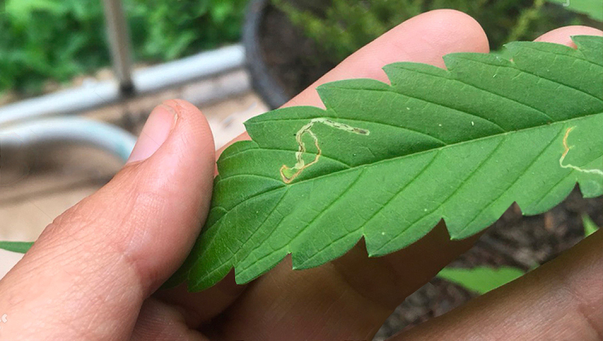 Most Common Pests In Cannabis: Where Are Leaf Miners Found