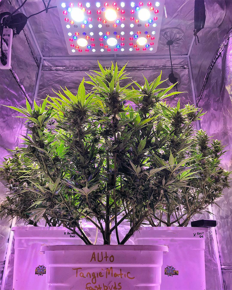 Fast Buds' Tangie'Matic grown by @amaesingautos on Instagram