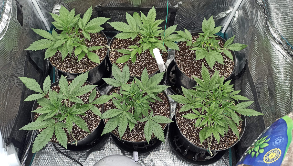ストロベリーパイ オート大麻品種 週ごとの栽培ガイド: 4週目トッピング株
