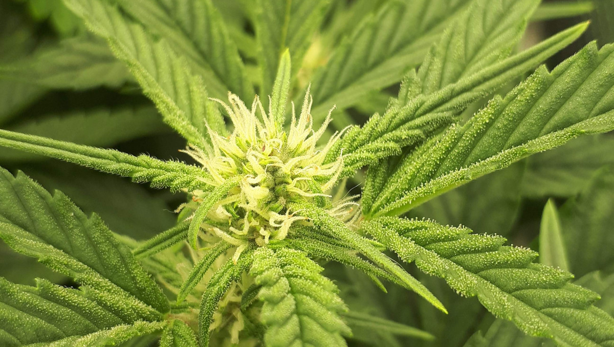 Strawberry Pie Auto Plants Seed Week-by-Week Guide: Young white female pistils on top and young frosts on sugar leaves