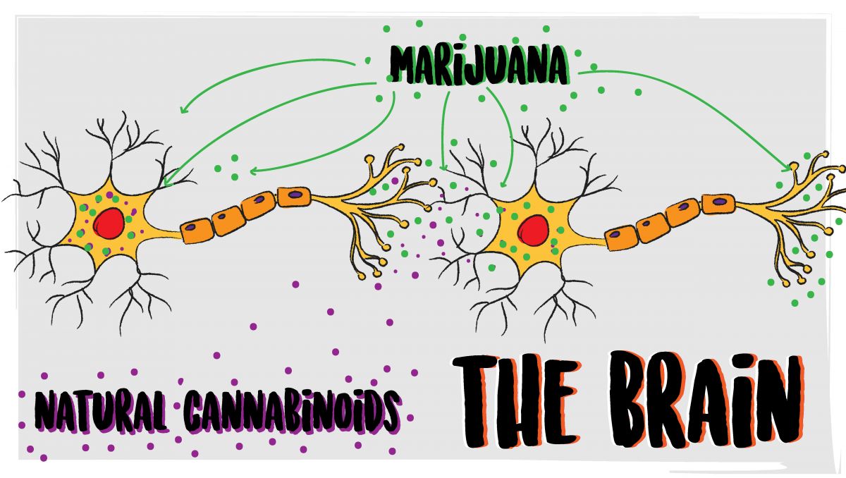 What happens when you stop consuming plants: day 4 of quitting