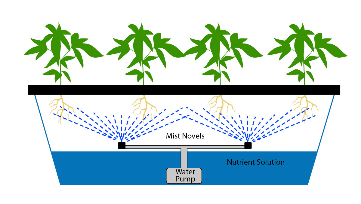 Aeroponic cannabis growing system with roots suspended in air and misted with nutrients.