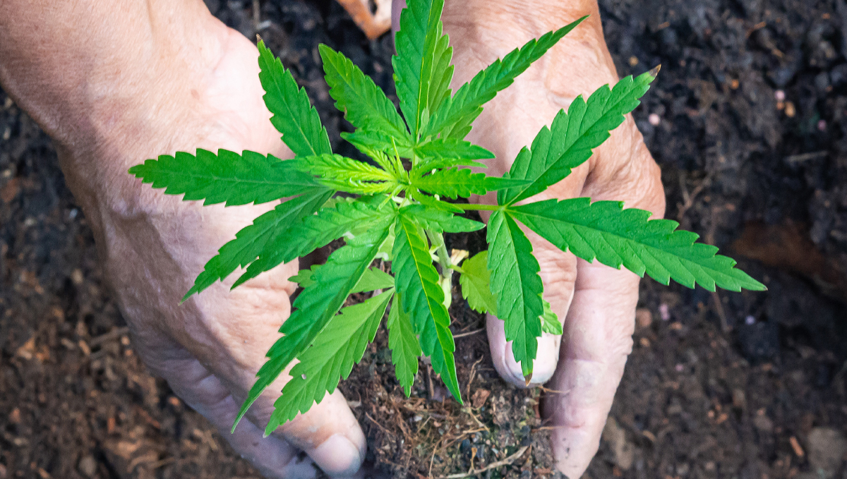 Top crop usage guide: pre-amended substrates Top crop usage guide: pre-amended substrates