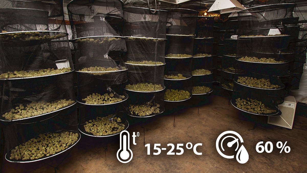 Main causes of bud rot: perfect drying conditions for your drying room
