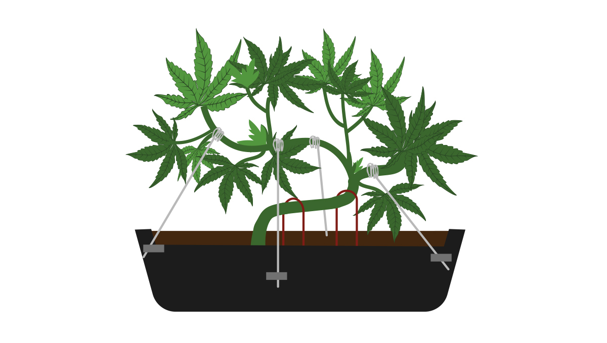 How to grow your own plants bonsai: tying down the branches