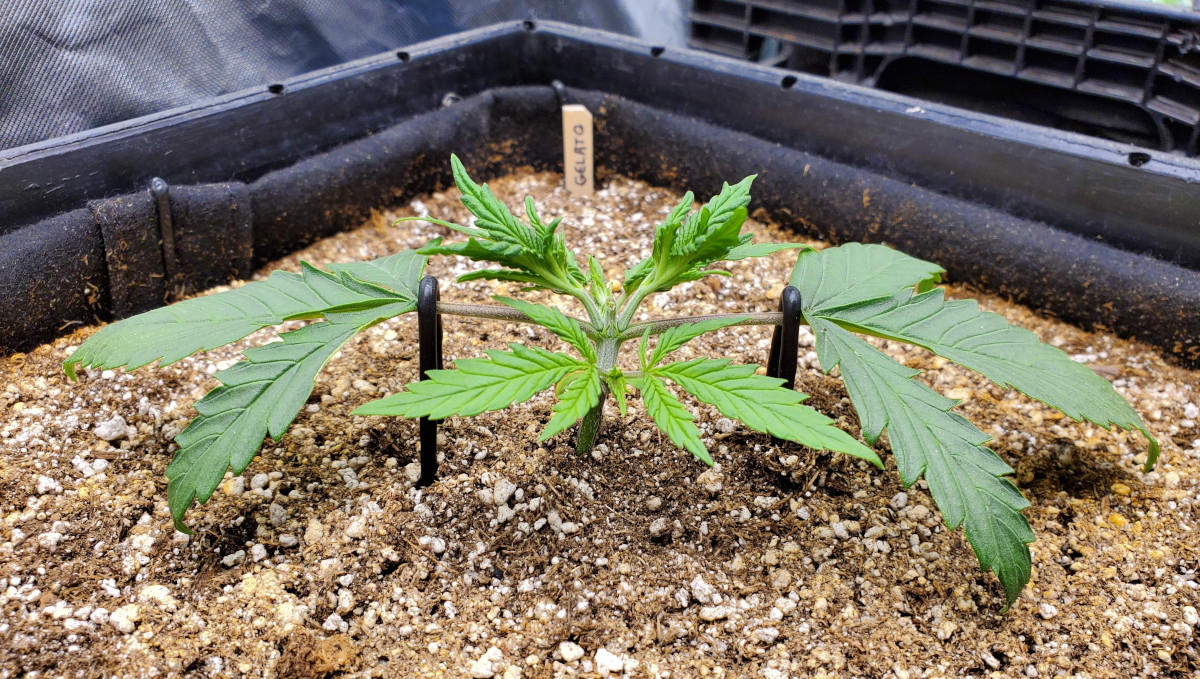 Gelato Auto Cannabis Strain Week-by-Week Guide: A seedling topped above the second node, with side branches tied down