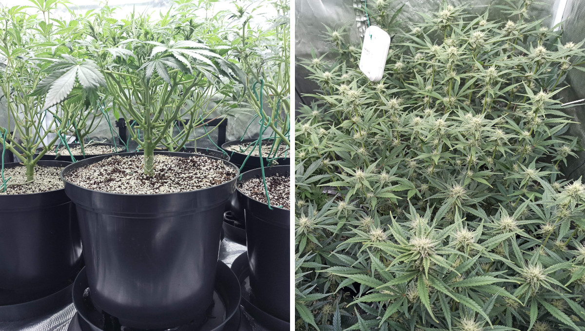 Strawberry Pie Auto Plants Seed Week-by-Week Guide: Lollipopped plants plants seen from below and above