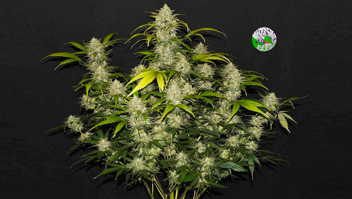 Gelato Auto - The Most Potent Autoflower: Gelato Auto by Fast Buds