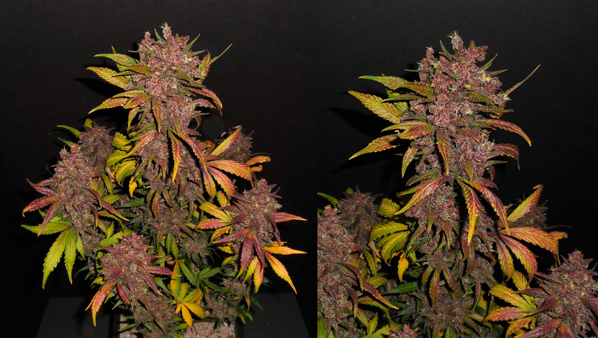 Blackberry Auto Pflanze mit dichten, harzigen Buds im Freien.