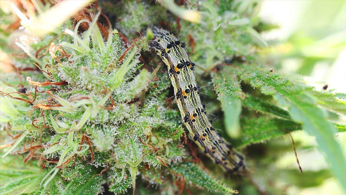 Look through the inner buds to check for caterpillars.